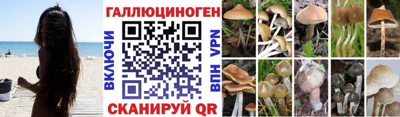 дарк нет официальный сайт  где найти наркотики  Спасск-Рязанский  Галлюциногенные грибы Magic Shrooms 